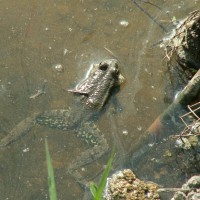 Marsh Frog